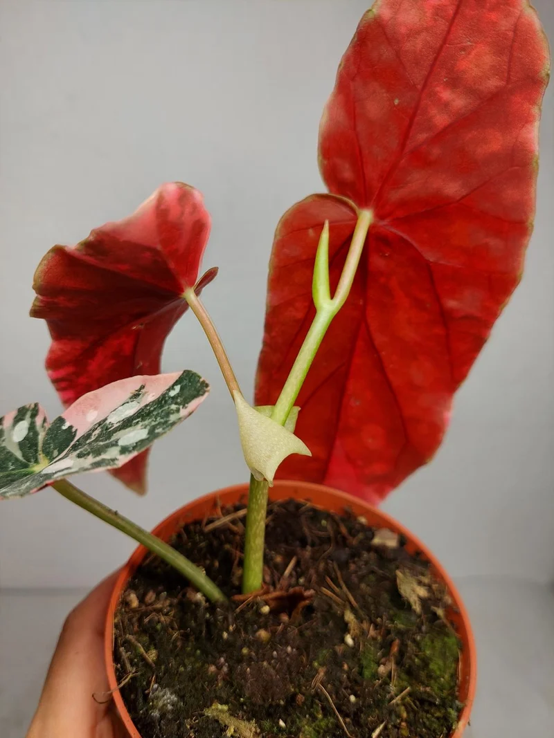 Begonia Maculata Pink Variegata