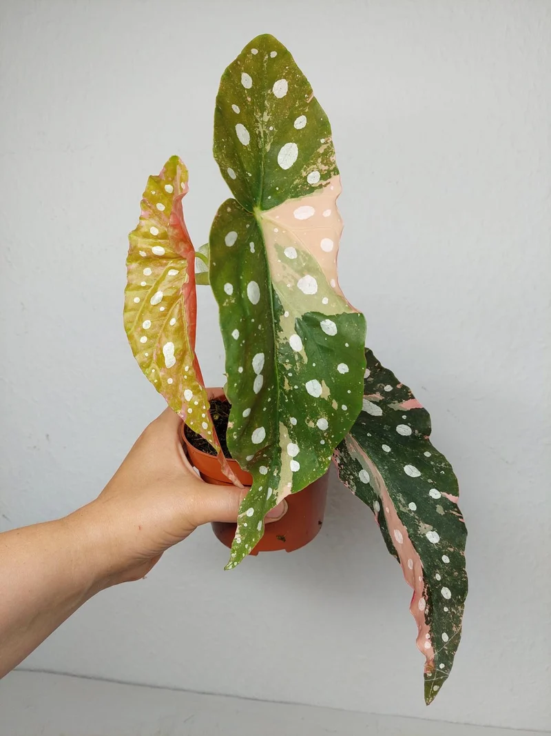 Begonia Maculata Pink Variegata