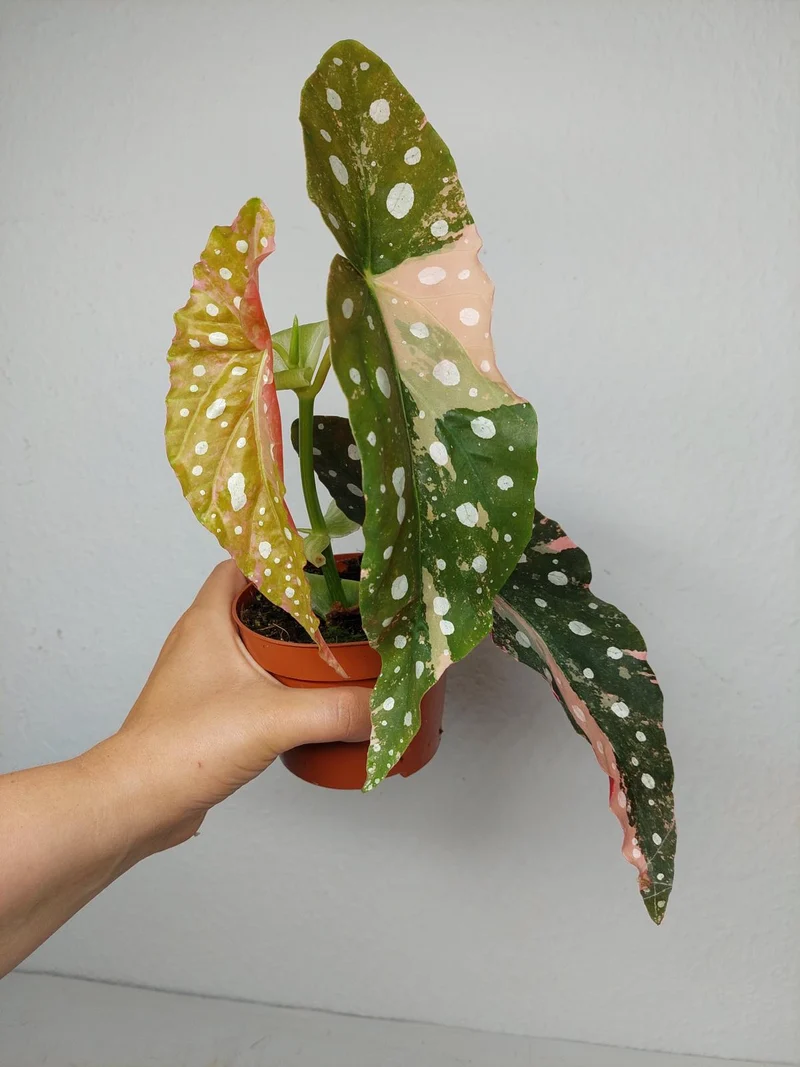 Begonia Maculata Pink Variegata
