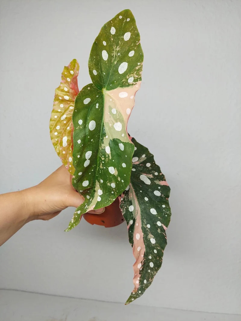 Begonia Maculata Pink Variegata