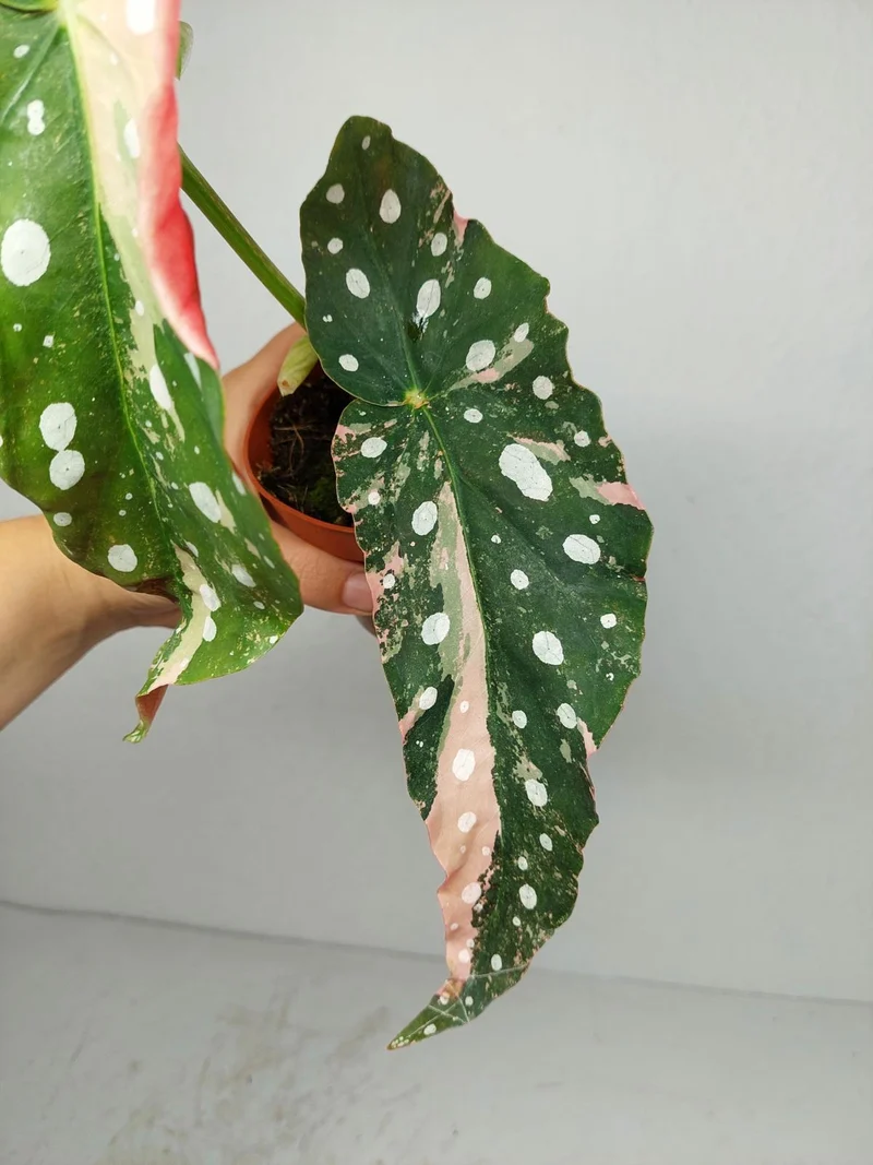 Begonia Maculata Pink Variegata