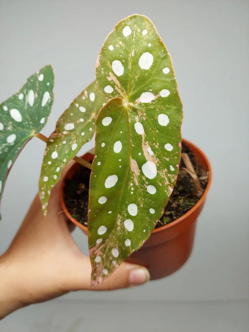 Begonia Maculata Pink Variegata