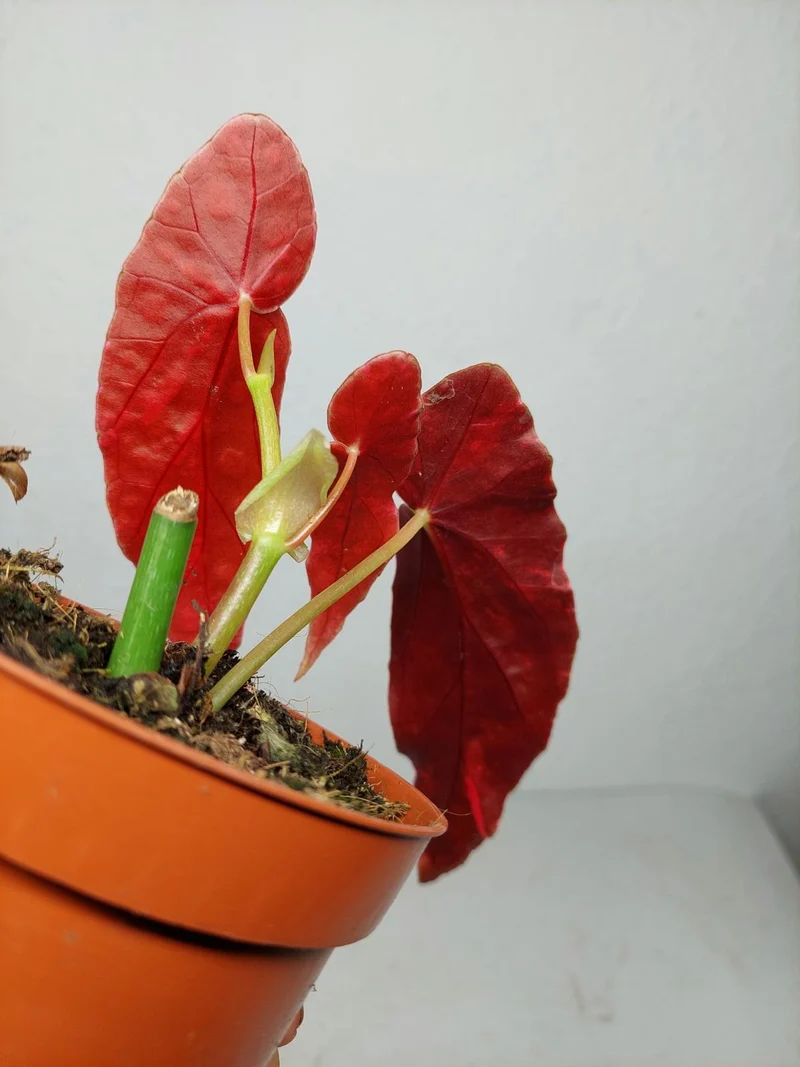 Begonia Maculata Pink Variegata