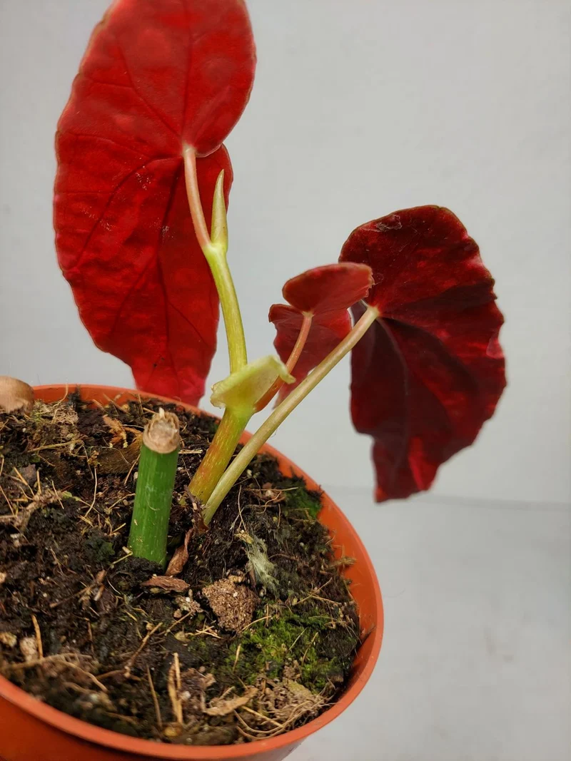 Begonia Maculata Pink Variegata