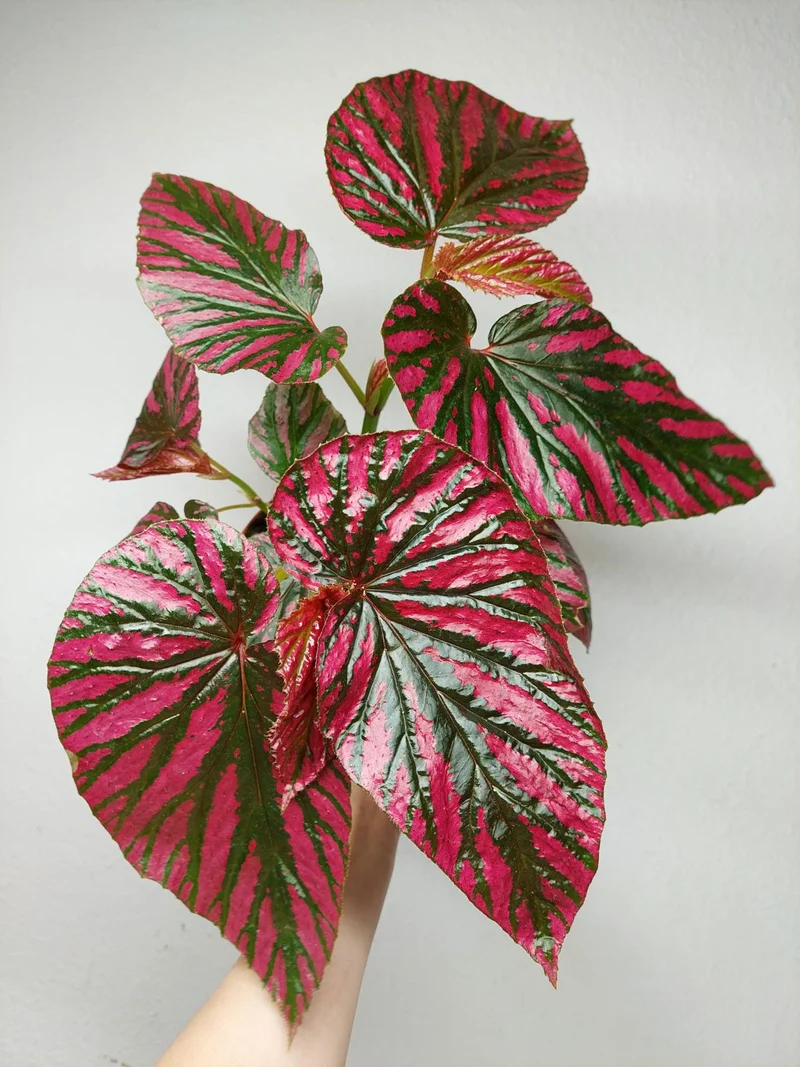 Begonia Brevirimosa buschig