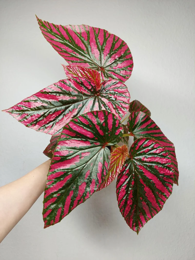 Begonia Brevirimosa buschig