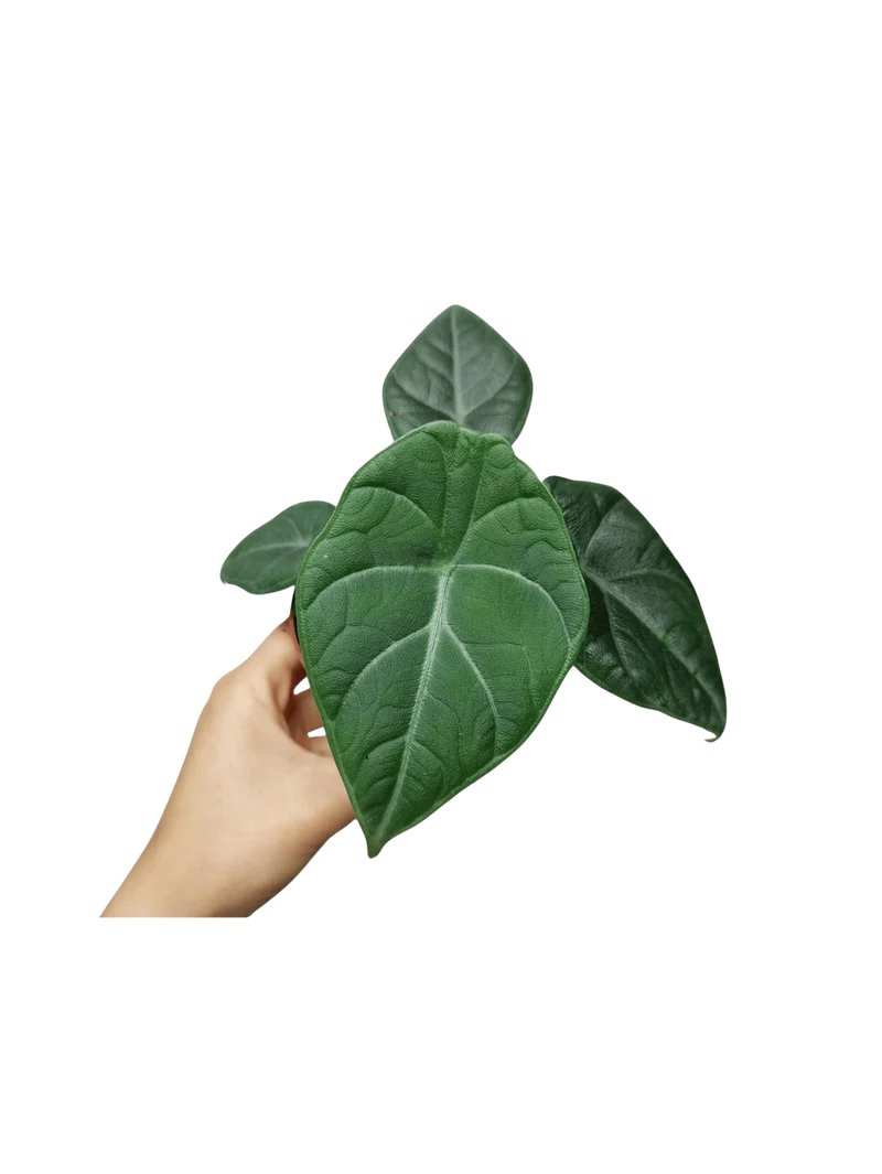 Alocasia Maharani