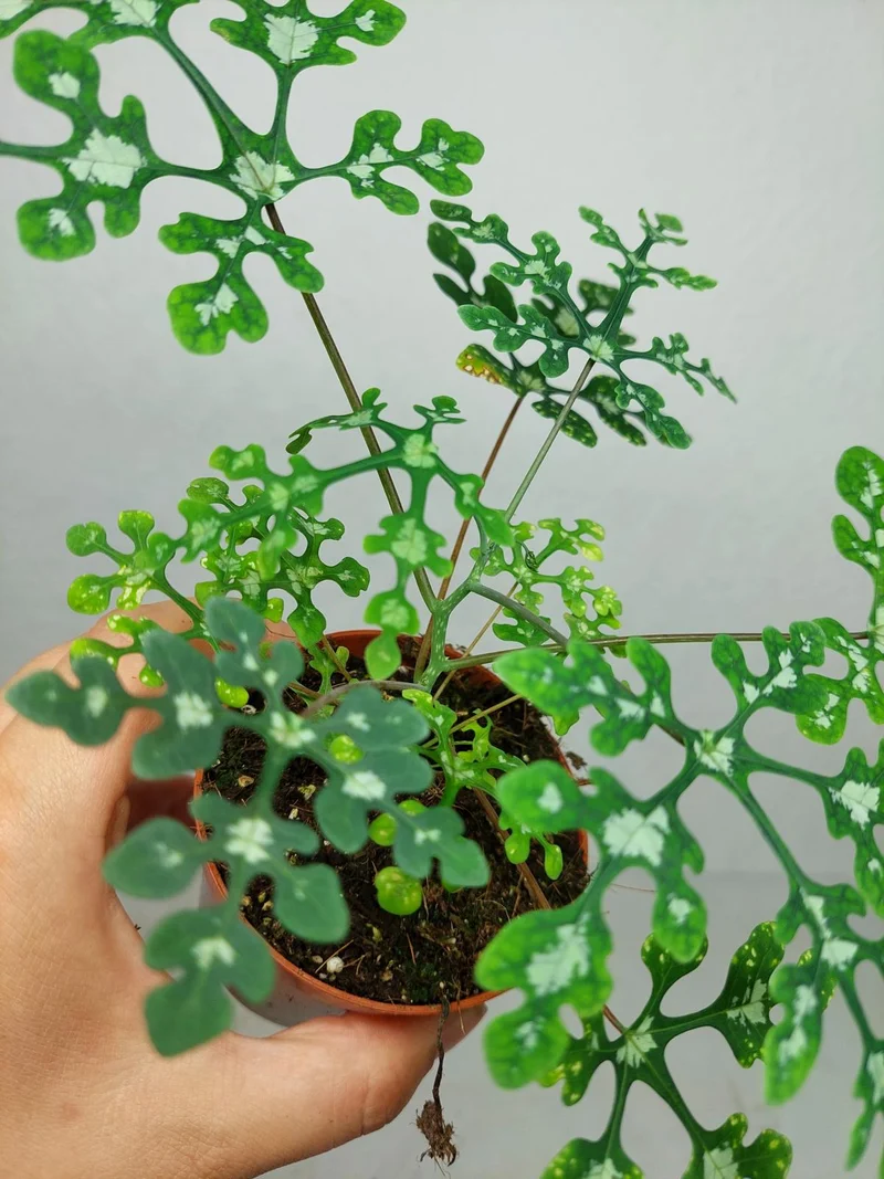 Adenia Perrieri
