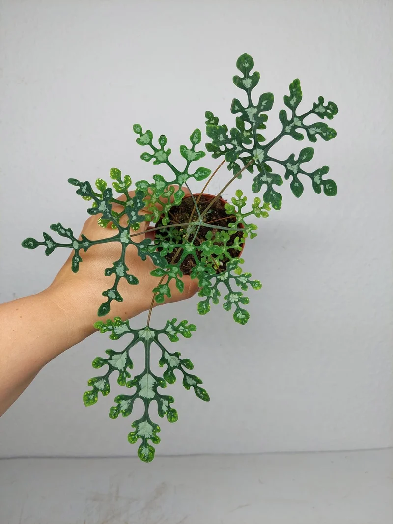 Adenia Perrieri
