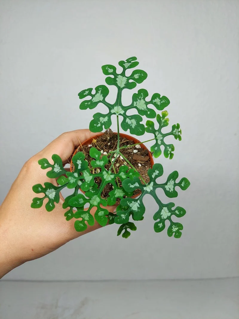 Adenia Perrieri