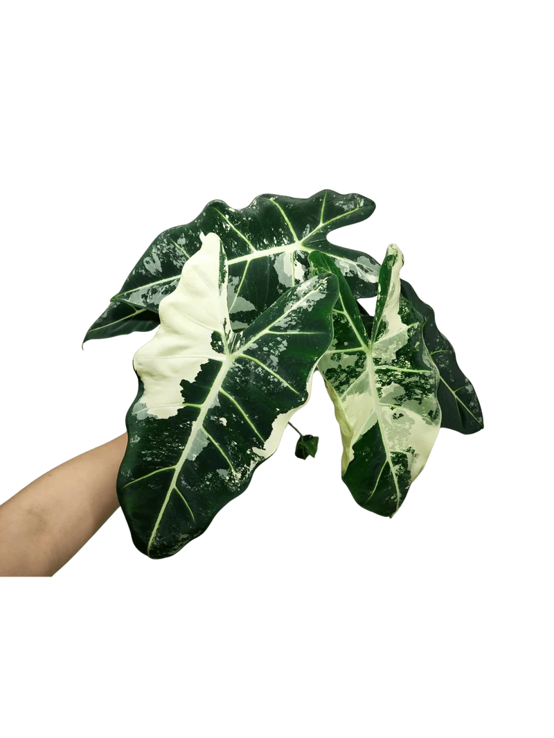 Alocasia Frydek Variegata