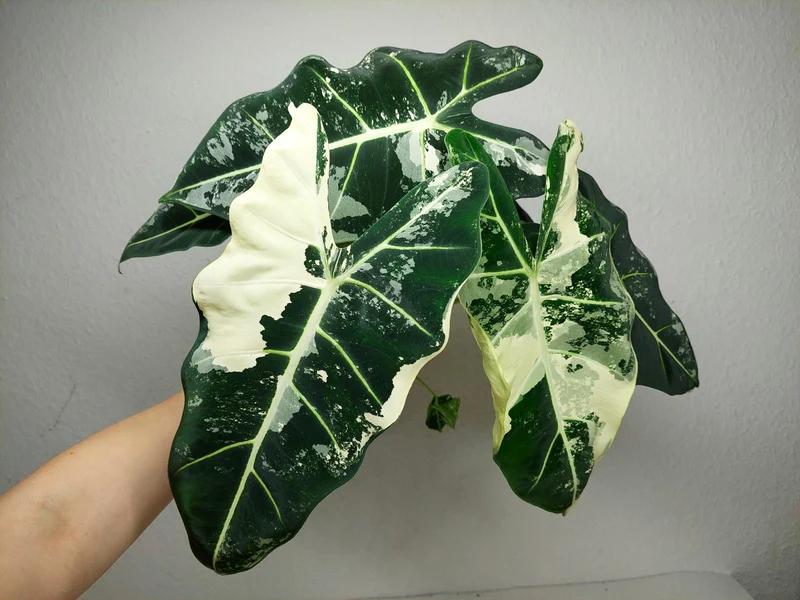 Alocasia Frydek Variegata