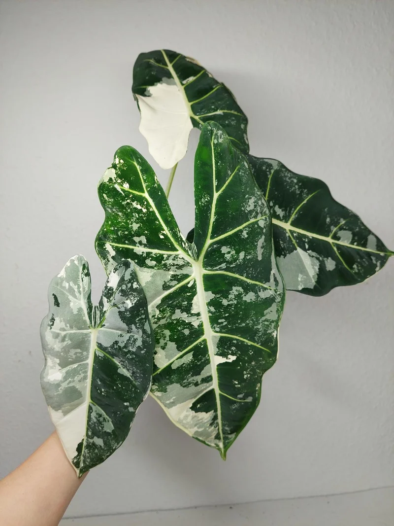 Alocasia Frydek Variegata