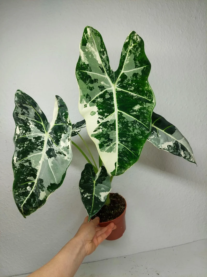 Alocasia Frydek Variegata