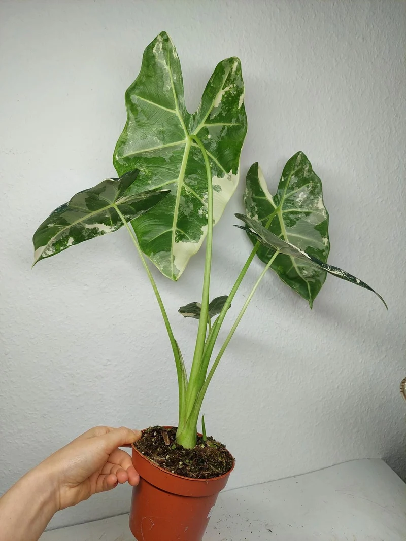Alocasia Frydek Variegata