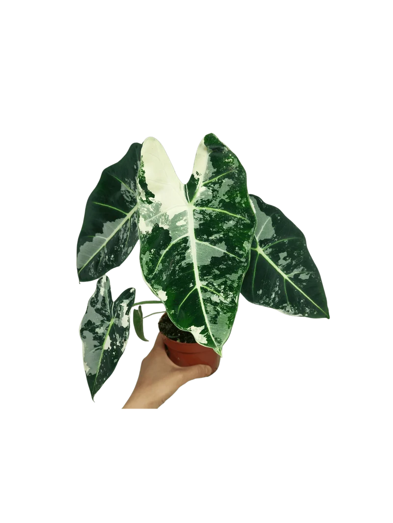 Alocasia Frydek Variegata