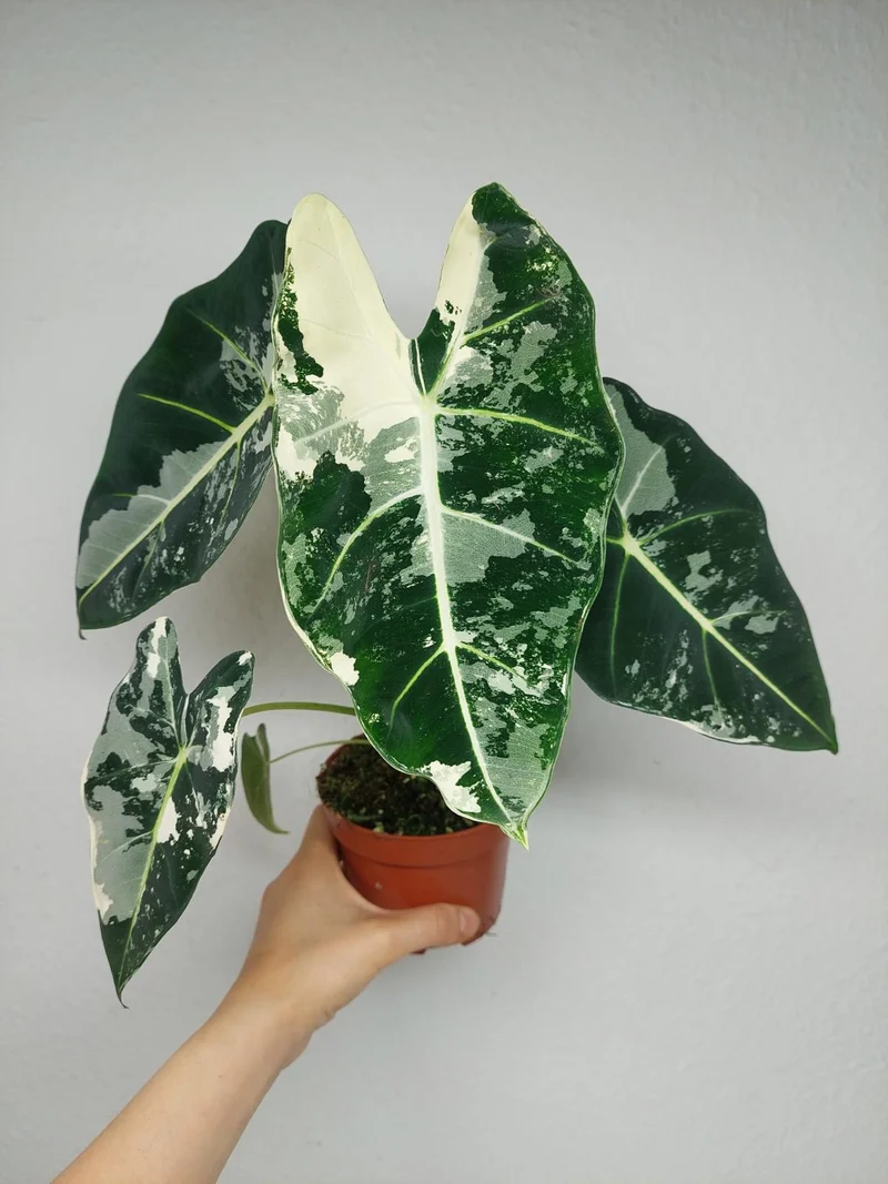 Alocasia Frydek Variegata