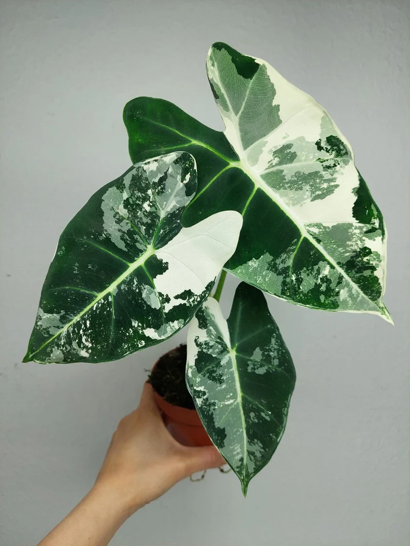 Alocasia Frydek Variegata
