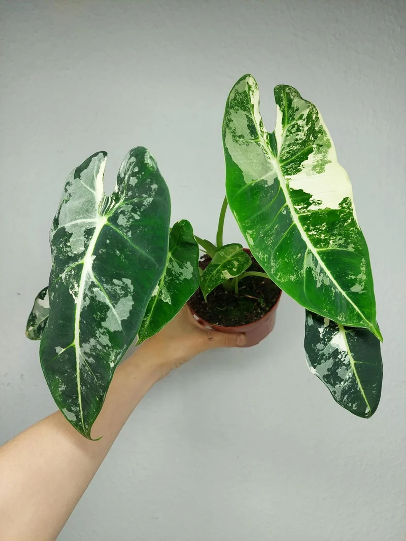 Alocasia Frydek Variegata