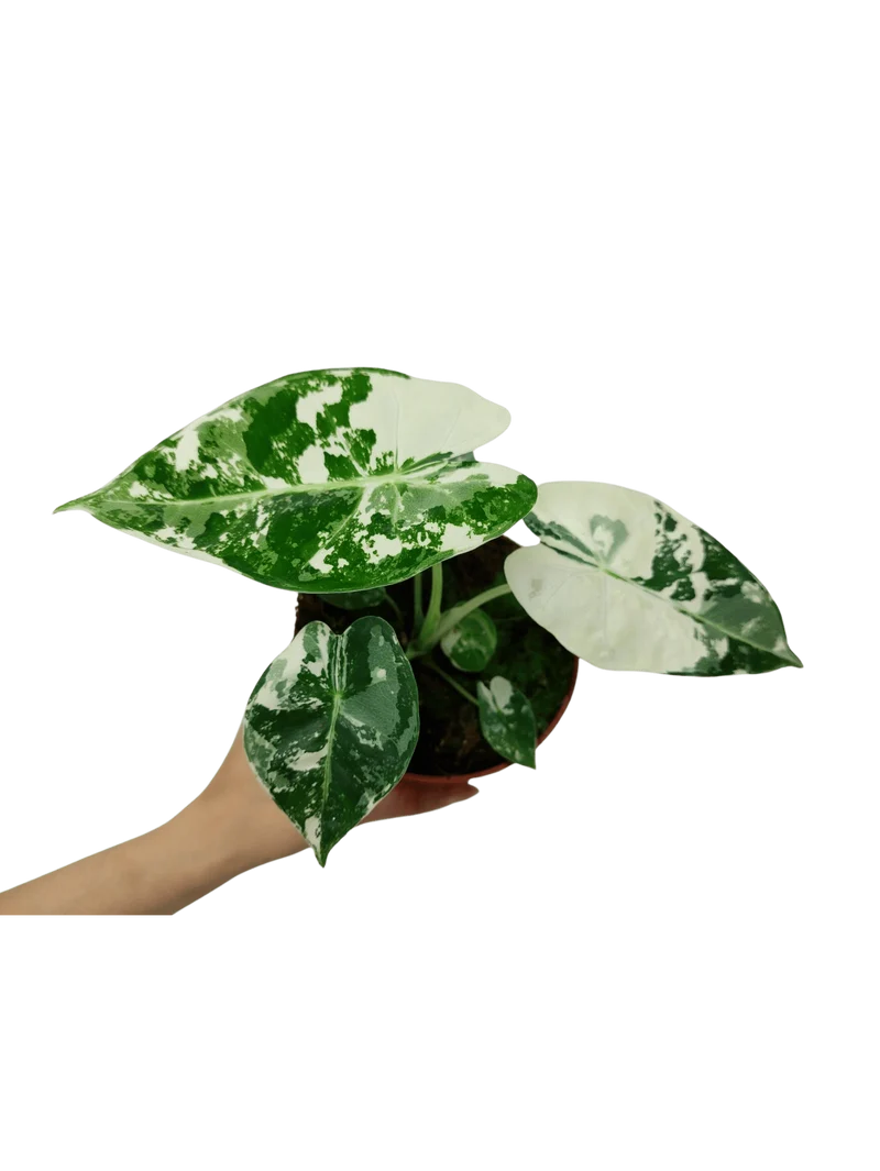 Alocasia Frydek Variegata