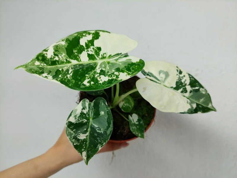 Alocasia Frydek Variegata