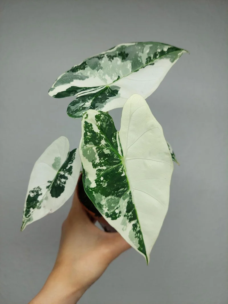 Alocasia Frydek Variegata