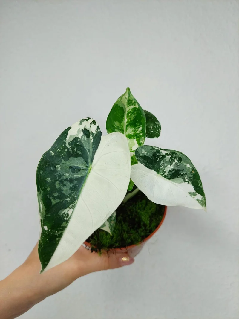 Alocasia Frydek Variegata