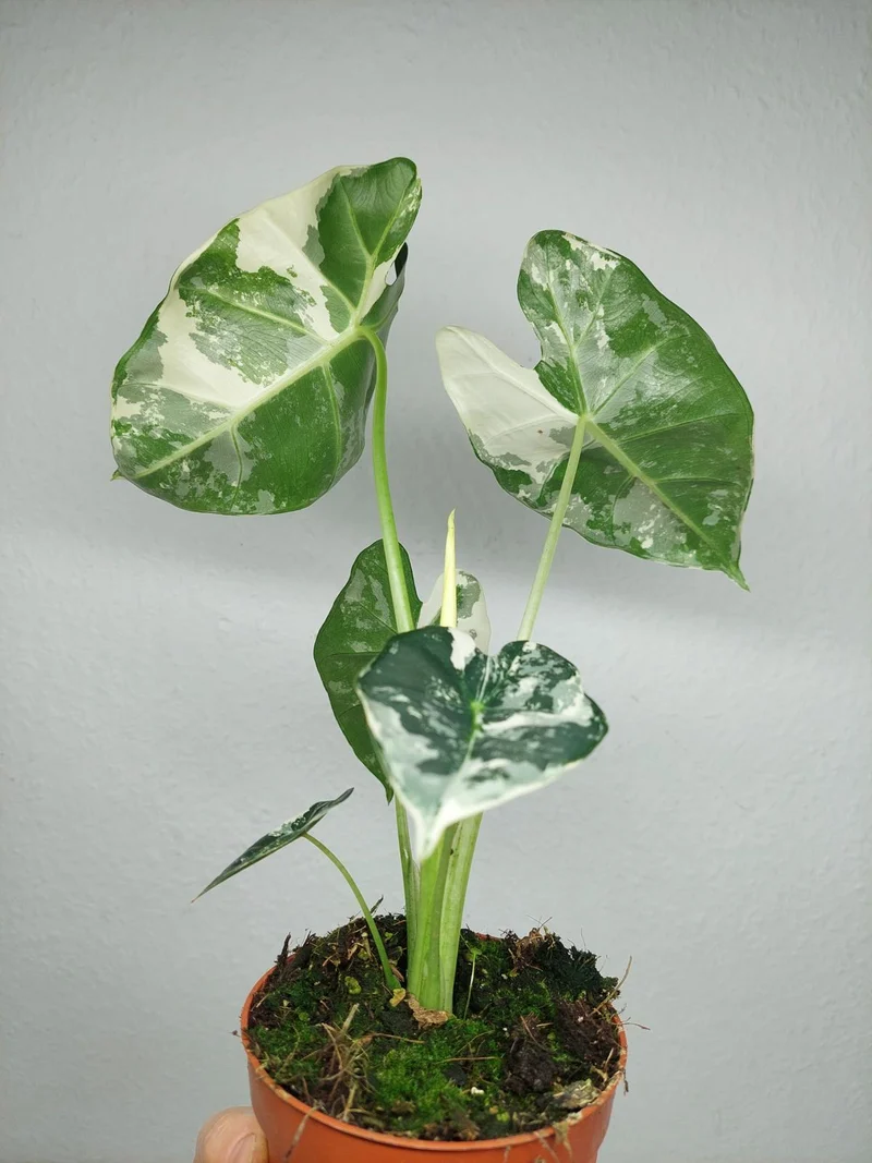 Alocasia Frydek Variegata