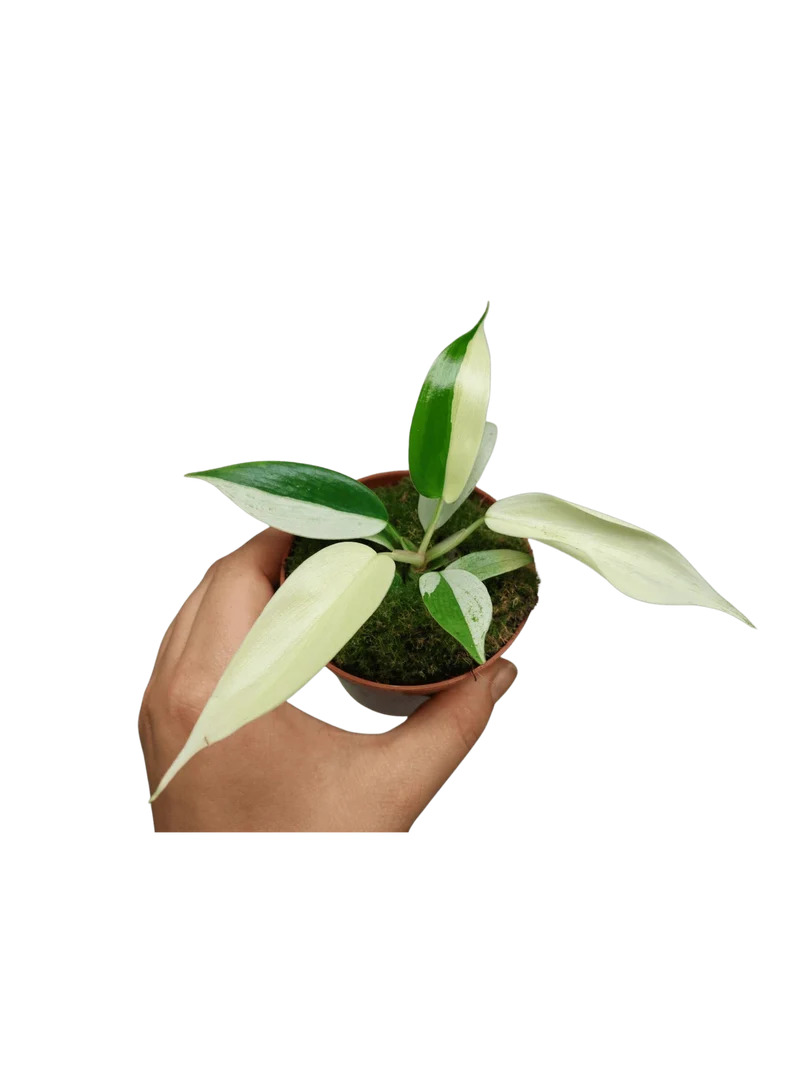 Philodendron Florida Ghost Mutation