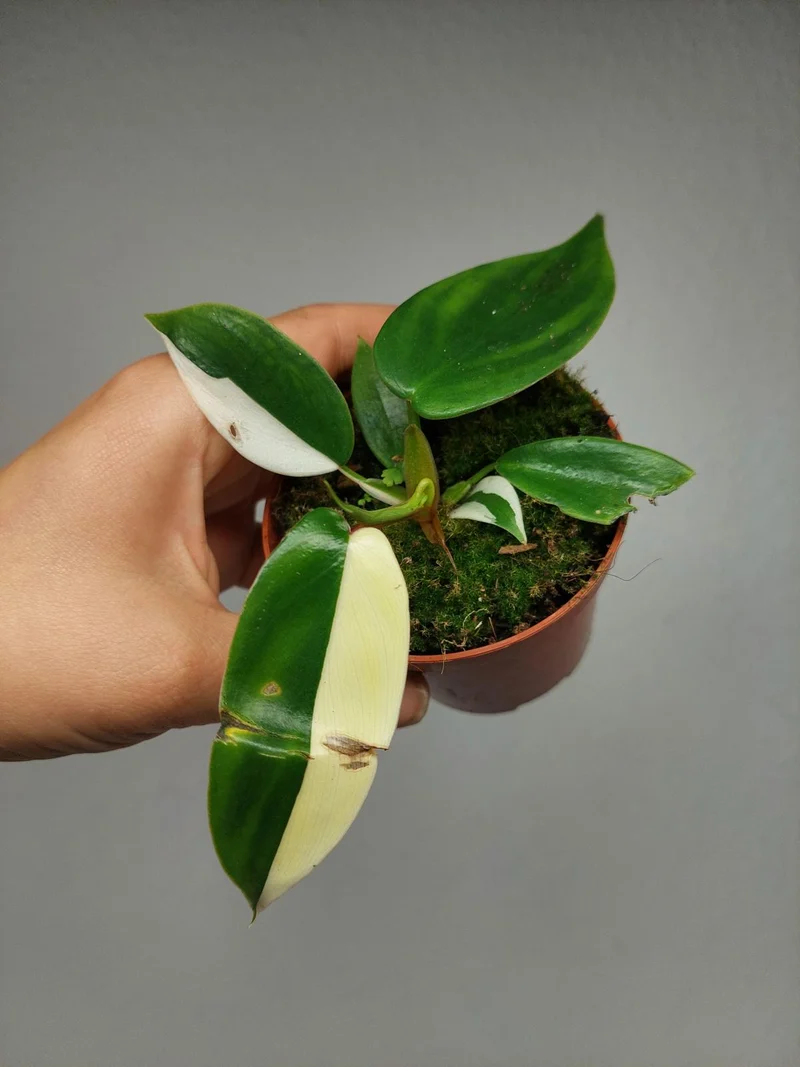 Philodendron Florida Ghost Mutation