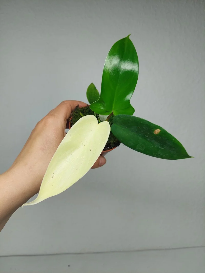 Philodendron Florida Ghost Mutation