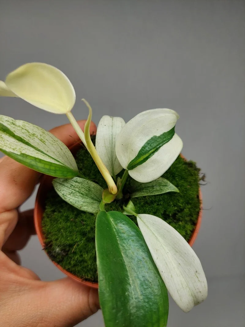 Philodendron Florida Ghost Mutation