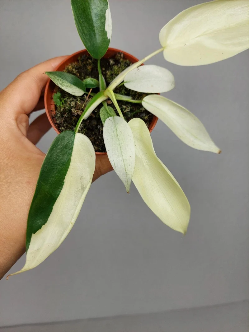 Philodendron Florida Ghost Mutation