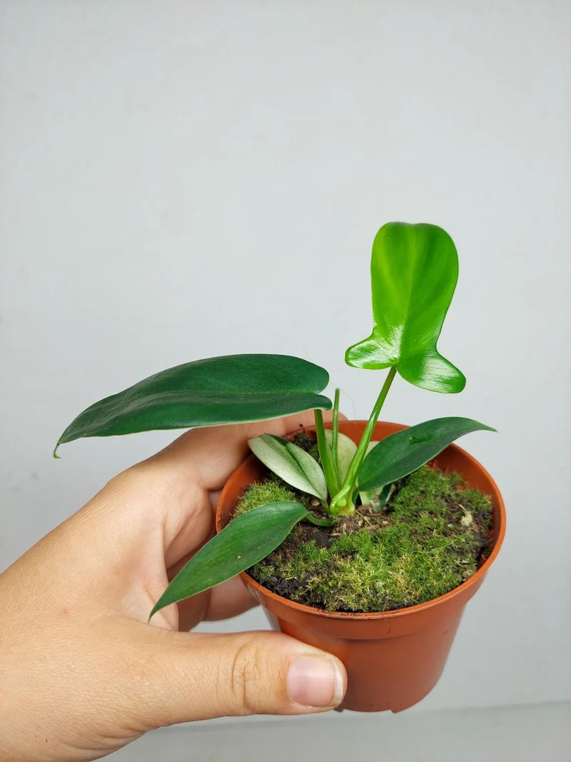 Philodendron Florida Ghost Mutation