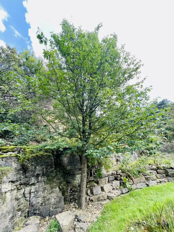 Elsbeere - Baum des Jahres 2011