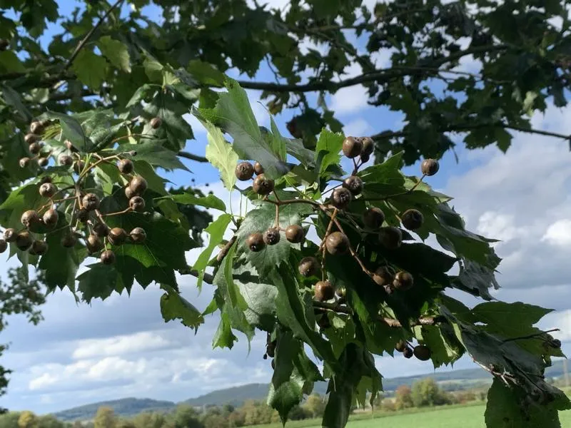 Elsbeere - Baum des Jahres 2011