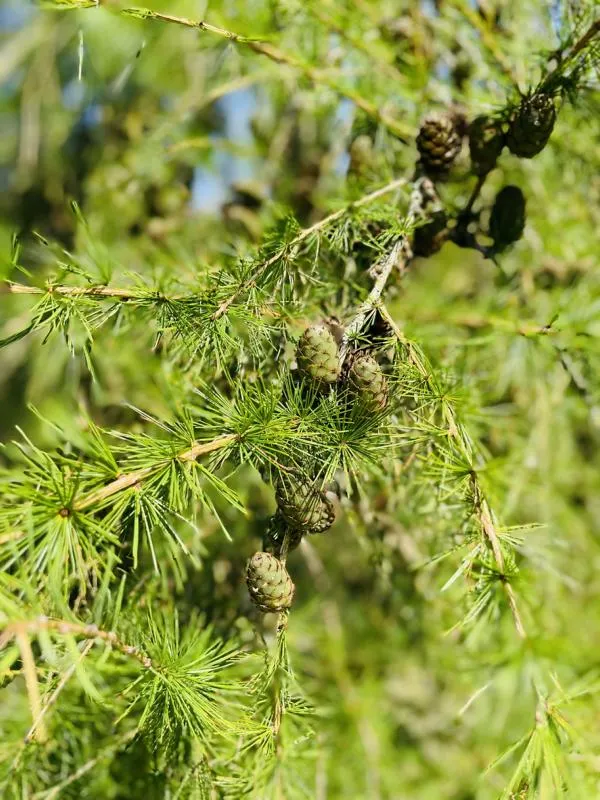 Lärche - Baum des Jahres 2012