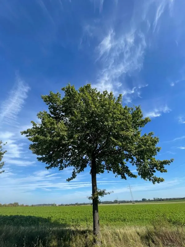 Traubeneiche - Baum des Jahres 2014