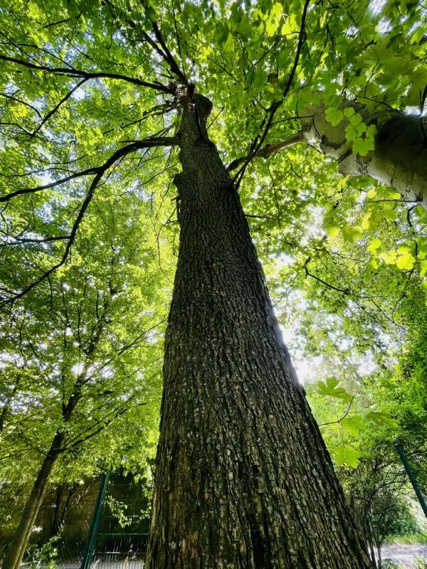 Feldahorn - Baum des Jahres 2015