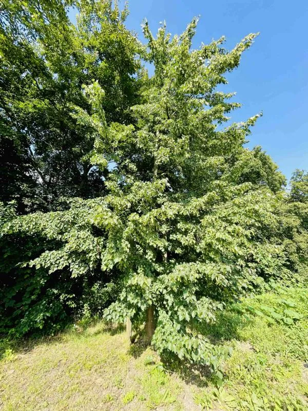 Winterlinde - Baum des Jahres 2016