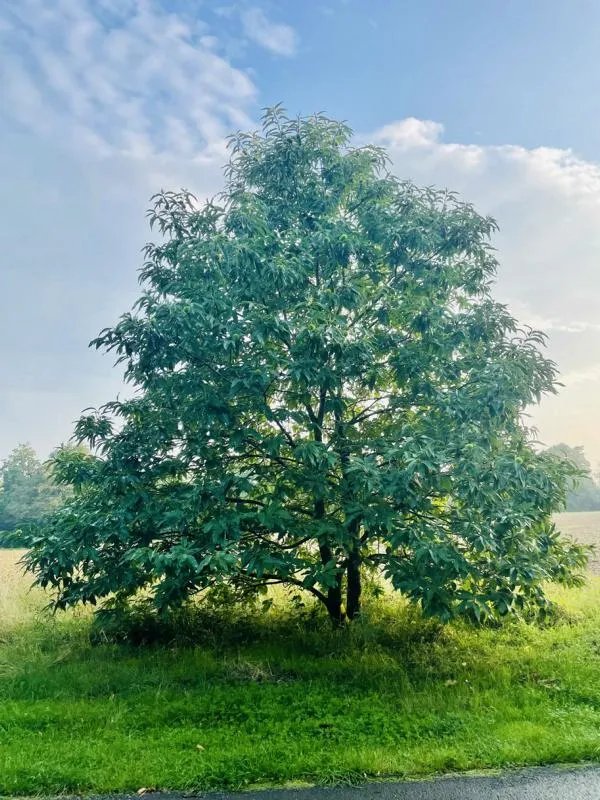 Edelkastanie - Baum des Jahres 2018