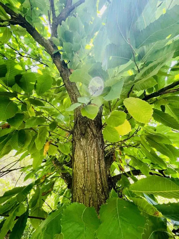 Edelkastanie - Baum des Jahres 2018