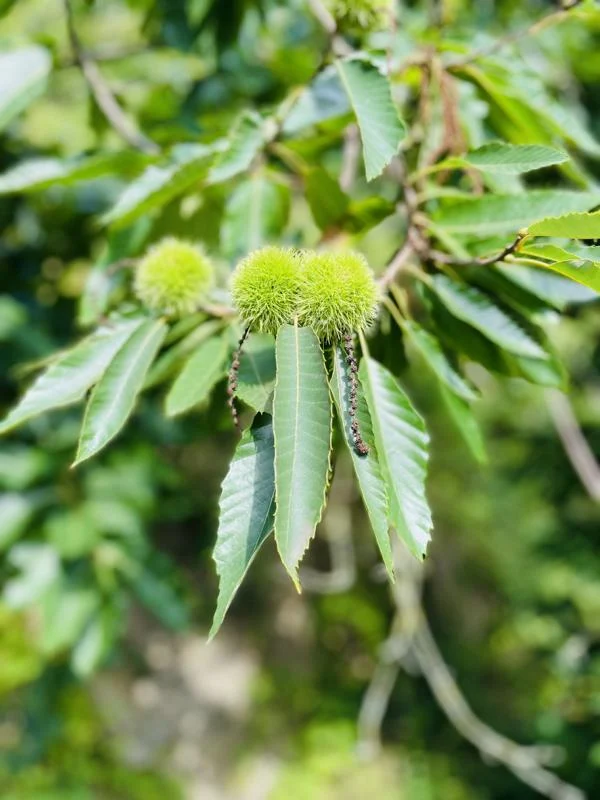 Edelkastanie - Baum des Jahres 2018