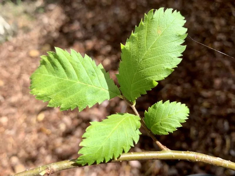 Flatterulme - Baum des Jahres 2019