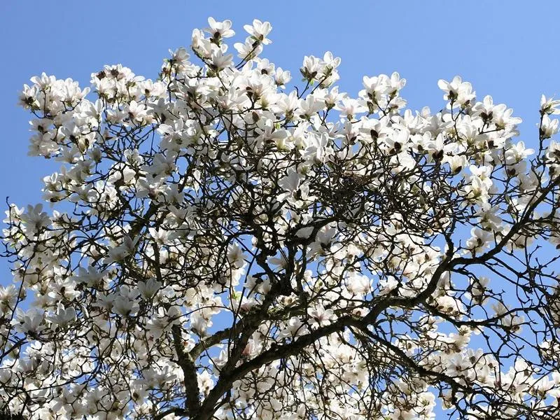 Tulpen-Magnolie - Topf/Containerpflanzen
