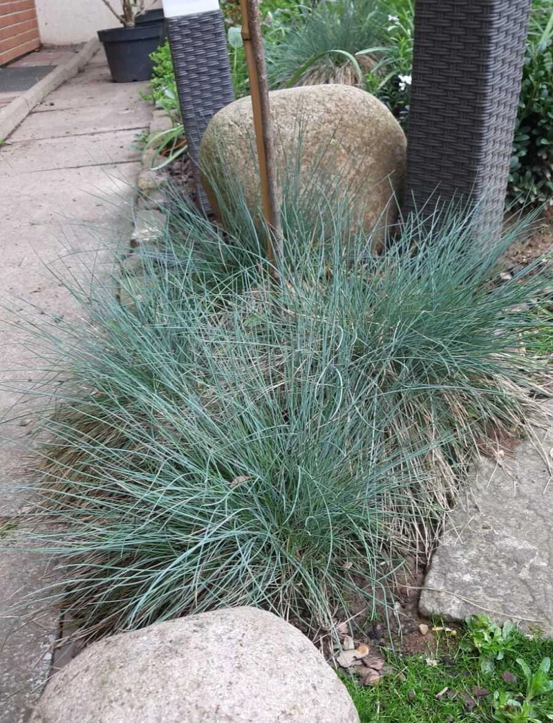 Blauschwingel (Festuca glauca) - 5er Set im Topfballen