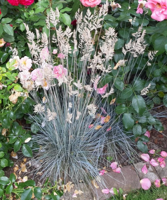 Blauschwingel (Festuca glauca) - 5er Set im Topfballen