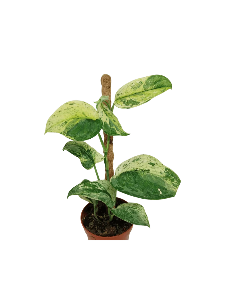 Scindapsus Jade Satin Marble