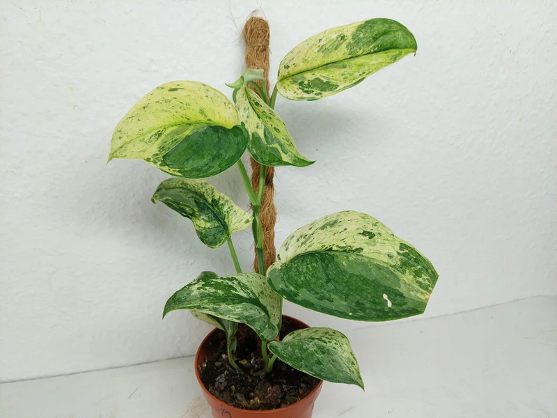 Scindapsus Jade Satin Marble