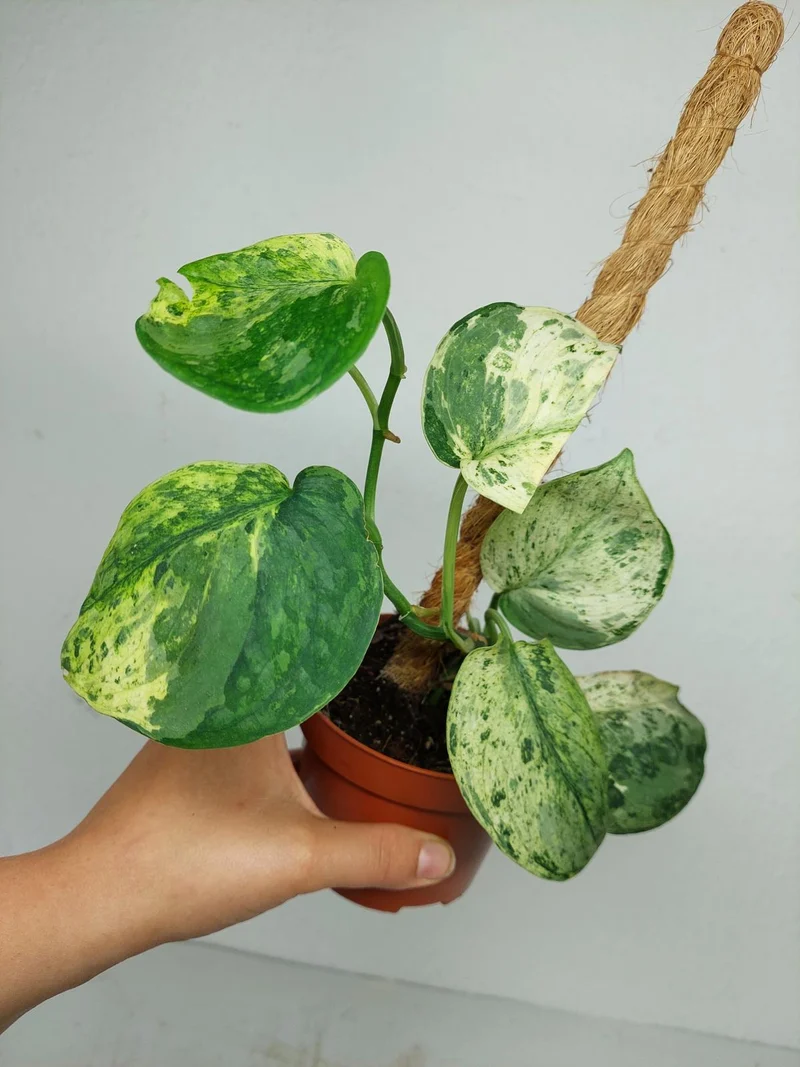 Scindapsus Jade Satin Marble